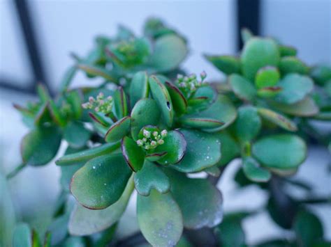 成金草 風水|金のなる木とは｜育て方がわかる植物図鑑｜みんなの趣味の園芸